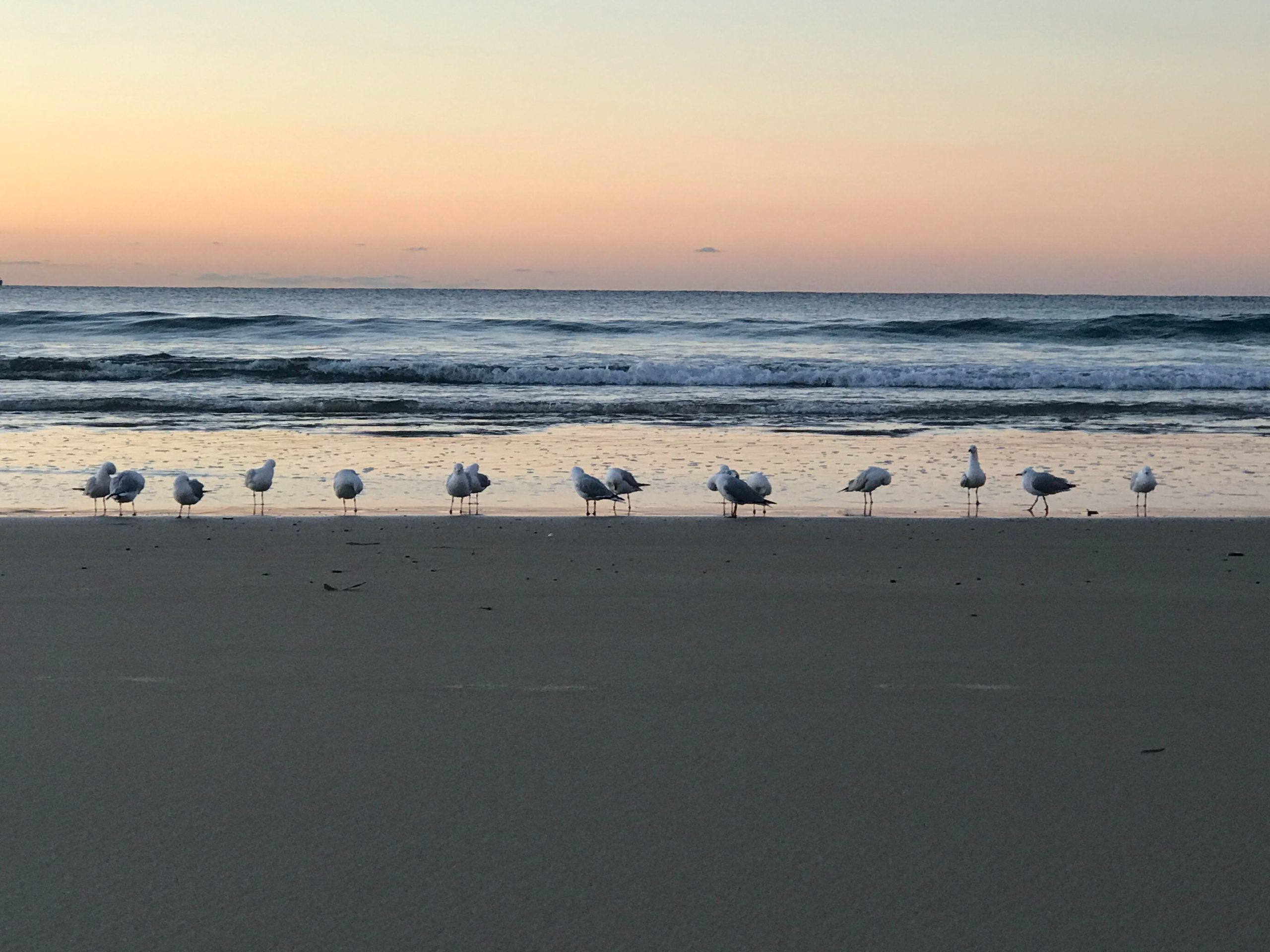 birds on the beach